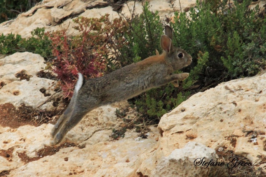 Coniglio Selvatico Lampedusa