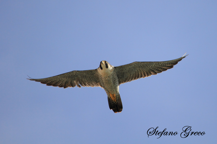 Falco pellegrino | Lampedusa
