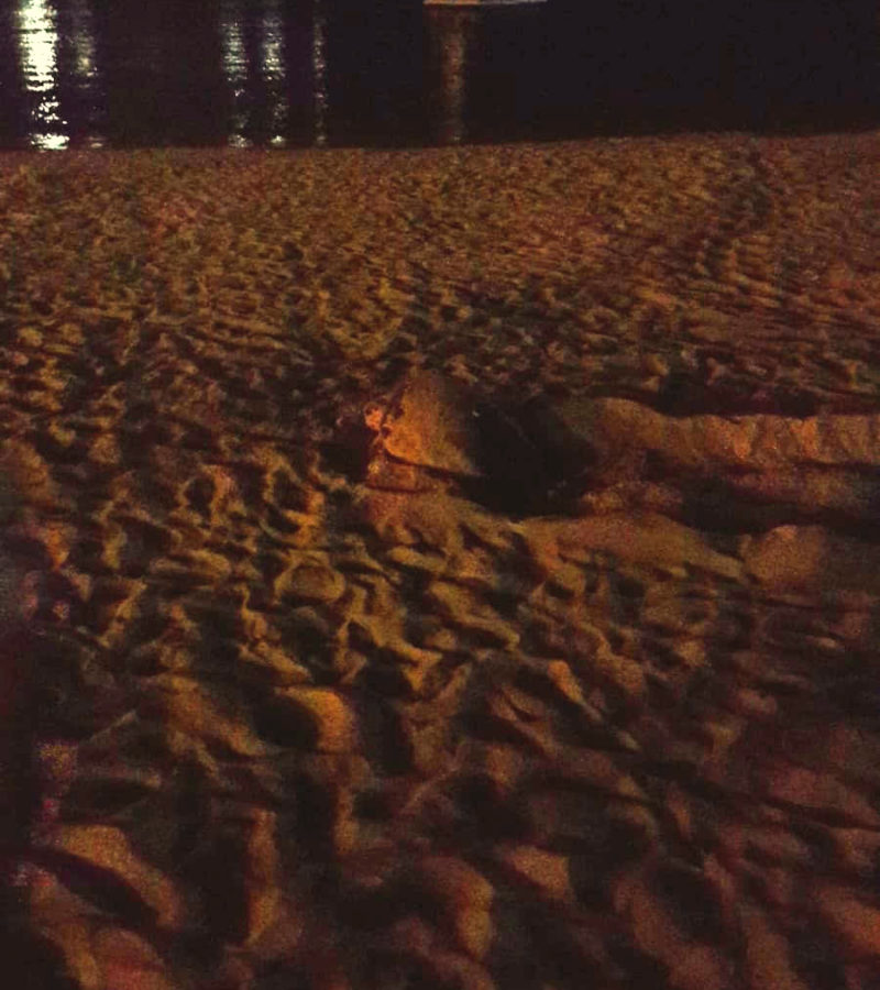 La tartaruga nidifica | Spiaggia della Guitgia nel 2018
