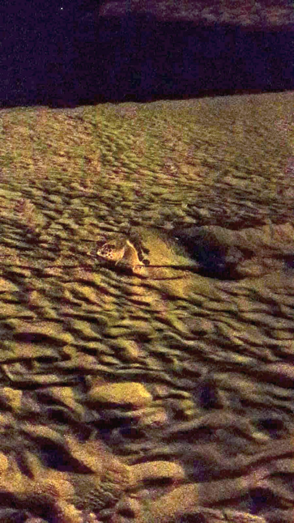 La tartaruga nidifica | Spiaggia della Guitgia nel 2018
